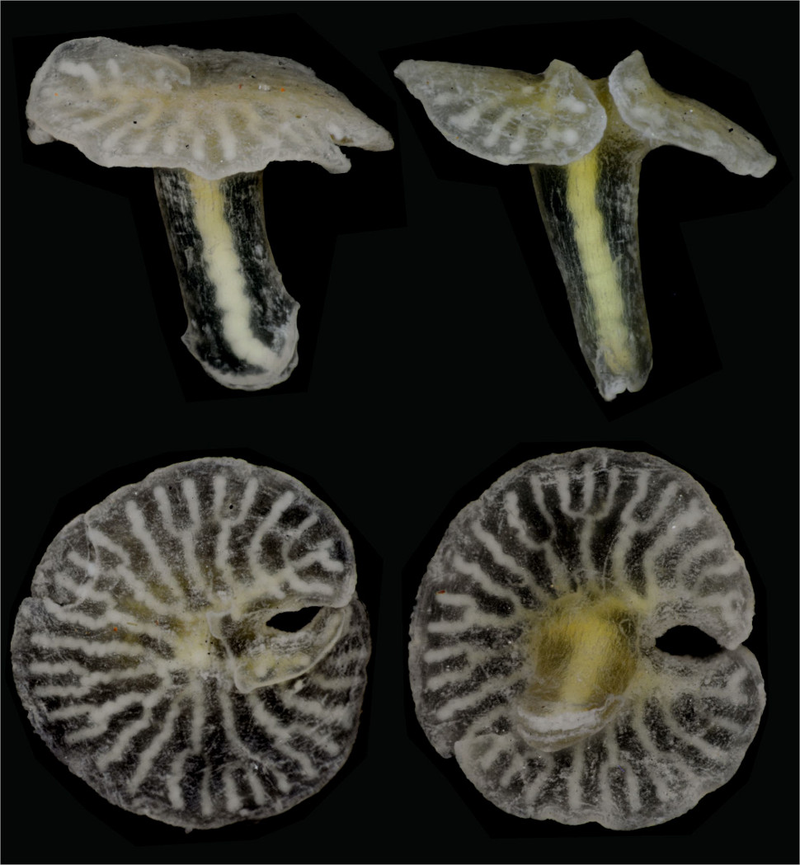 Illustration for article titled Bizarre Sea Creatures Force Scientists To Create New Category Of Life